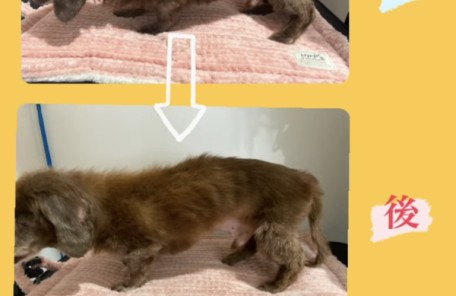 ボディメンテナンスの施術前後の画像