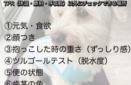 愛犬の体調チェック